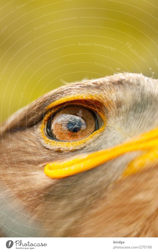 Adler Vogel Steppenadler 1 Tier beobachten Blick ästhetisch außergewöhnlich Traurigkeit Sehnsucht Freiheit Adleraugen Blick nach vorn gefangen Gesichtsausdruck