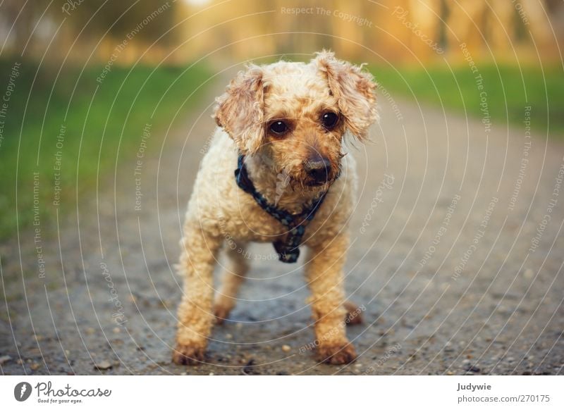 Hypnotisiert Tier Haustier Hund Tiergesicht Pudel beobachten warten niedlich geduldig Neugier Interesse Blick klein Wege & Pfade Farbfoto Außenaufnahme