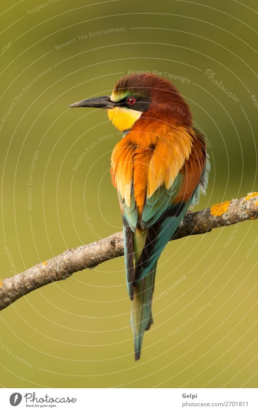 Kleiner Vogel mit schönem Gefieder exotisch Freiheit Natur Tier Biene glänzend füttern hell wild blau gelb grün rot weiß Farbe Tierwelt Bienenfresser Apiaster