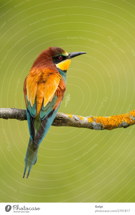 Kleiner Vogel mit schönem Gefieder exotisch Freiheit Natur Tier Biene glänzend füttern hell wild blau gelb grün rot weiß Farbe Tierwelt Bienenfresser Apiaster