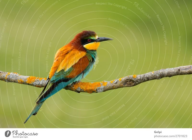 Kleiner Vogel mit schönem Gefieder exotisch Freiheit Natur Tier Biene glänzend füttern hell wild blau gelb grün rot weiß Farbe Tierwelt Bienenfresser Apiaster