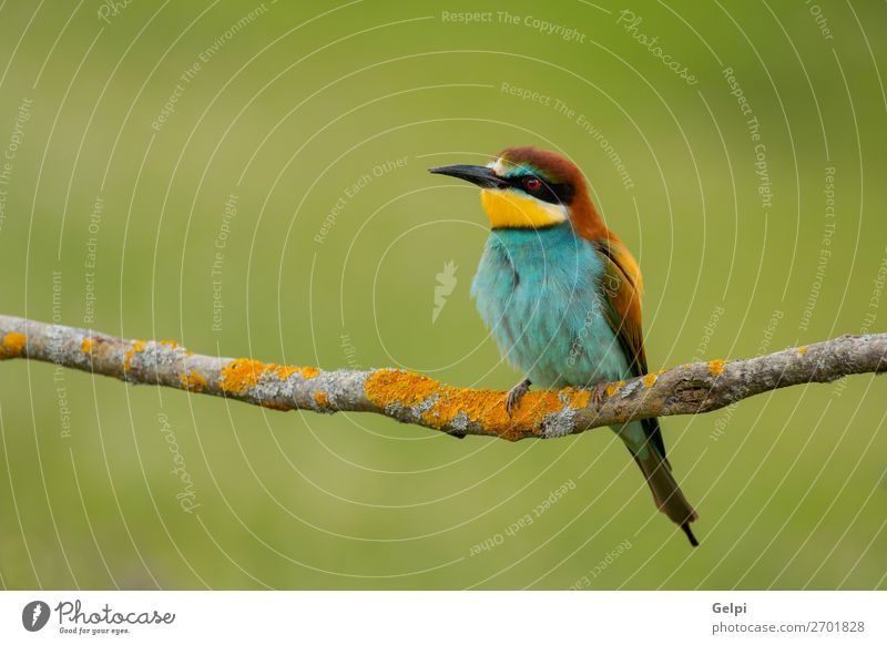 Kleiner Vogel mit schönem Gefieder exotisch Freiheit Natur Tier Biene glänzend füttern wild blau gelb grün rot weiß Farbe Tierwelt Bienenfresser Apiaster