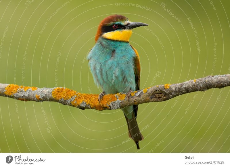 Kleiner Vogel mit schönem Gefieder exotisch Freiheit Natur Tier Biene glänzend füttern wild blau gelb grün rot weiß Farbe Tierwelt Bienenfresser Apiaster