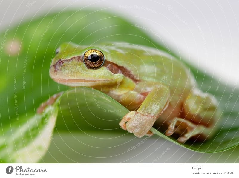 Grüner Frosch mit prallen Augen golden Umwelt Natur Pflanze Tier Baum Blatt Haustier sitzen klein lustig nass schleimig grün weiß Kraft Farbe Amphibie Tierwelt