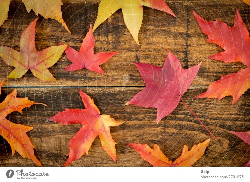 Farben aus dem Herbst Umwelt Natur Pflanze Klima Baum Blatt Wald Holz hell natürlich braun gelb gold rot fallen Jahreszeiten orange Ahorn Venen Konsistenz