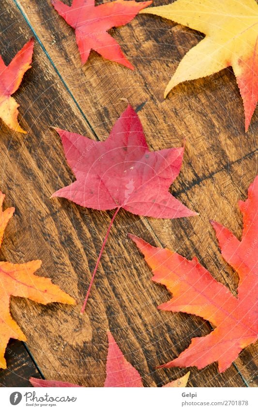 Farben aus dem Herbst Umwelt Natur Pflanze Klima Baum Blatt Wald Holz hell natürlich braun gelb gold rot fallen Jahreszeiten orange Ahorn Venen Konsistenz