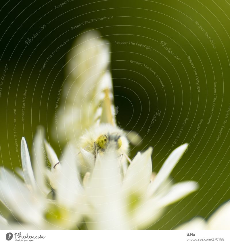 Aurora Due Pflanze Wildpflanze Bärlauch Bärlauchblüte Garten Wildtier Schmetterling Aurorafalter 1 Tier Blühend Duft Erholung Fressen hell schön natürlich gelb