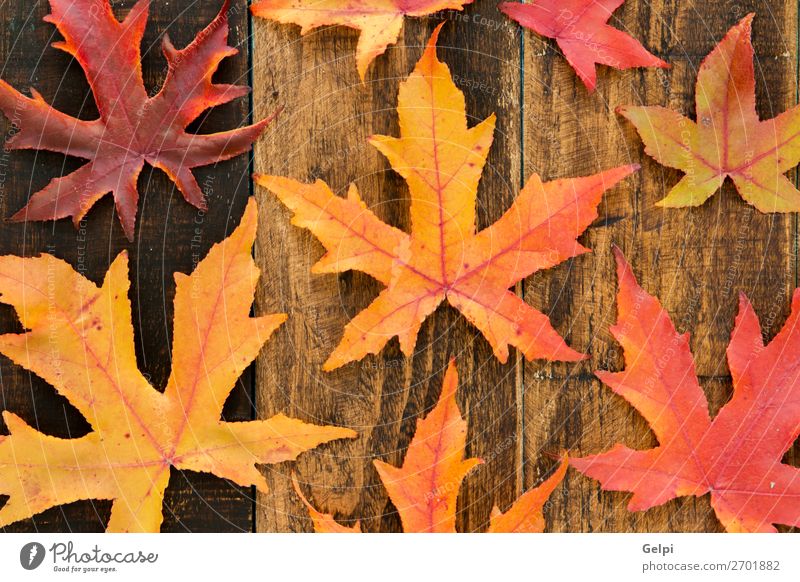 Farben aus dem Herbst Umwelt Natur Pflanze Klima Baum Blatt Wald Holz hell natürlich braun gelb gold rot fallen Jahreszeiten orange Ahorn Venen Konsistenz