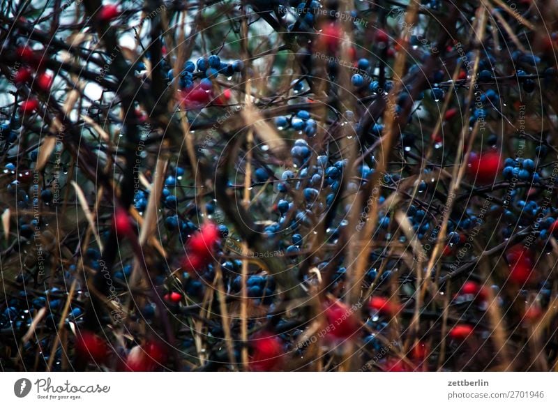 Schlehen und Hagebutten Sträucher Unterholz Schwarzdorn Deutsche Akazie Hundsrose Wildrosen Hecke Herbst Mecklenburg-Vorpommern mönchgut Natur Textfreiraum