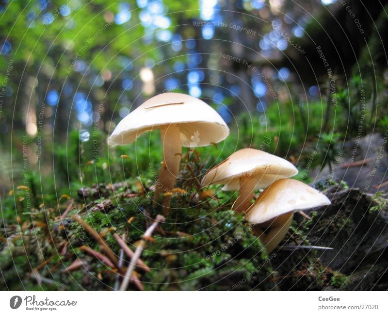 Pilze Wald Waldboden Baum Bodenbelag Erde Ast Zweig Stock Pflanze Natur Makroaufnahme Nahaufnahme