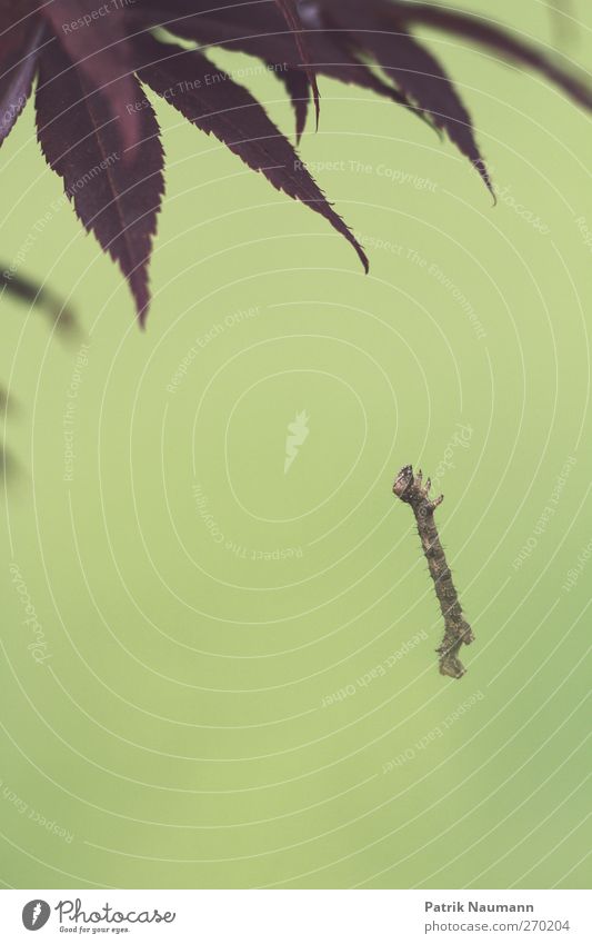 Cliffhanger Umwelt Natur Grünpflanze Garten Park Raupe 1 Tier fallen festhalten fliegen hängen krabbeln springen bedrohlich Ekel exotisch Unendlichkeit klein