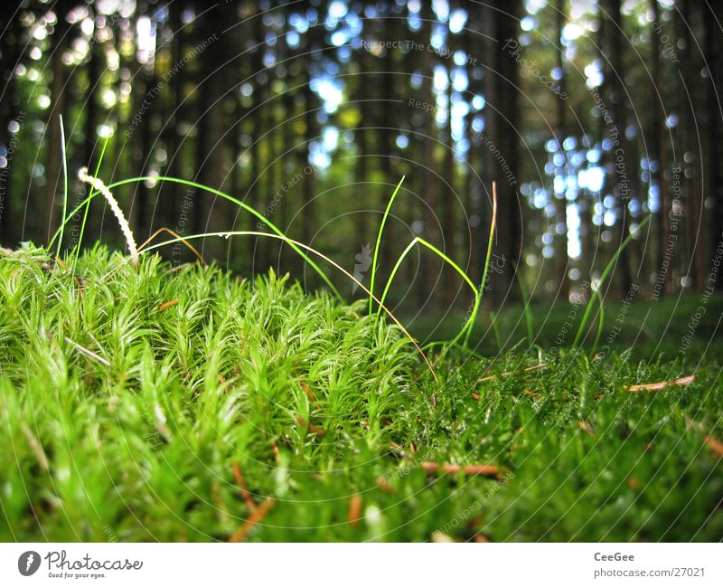 Waldboden 2 Baum grün Baumkrone Pflanze Gras Bodenbelag Makroaufnahme Nahaufnahme