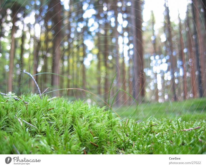 Waldboden Baum grün Baumkrone Pflanze Gras Bodenbelag Makroaufnahme Nahaufnahme