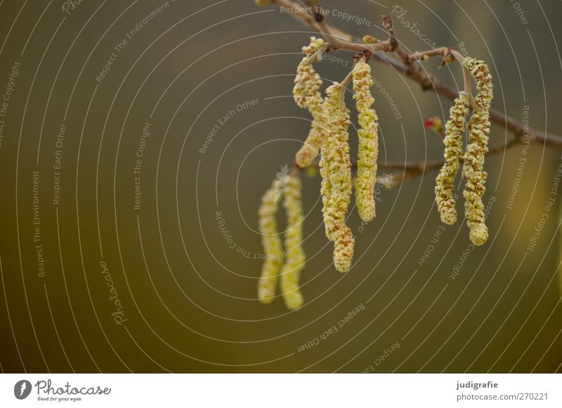 Draußen Umwelt Natur Pflanze Frühling Baum Blüte Garten Park Wachstum Farbfoto Gedeckte Farben Außenaufnahme Tag Schwache Tiefenschärfe