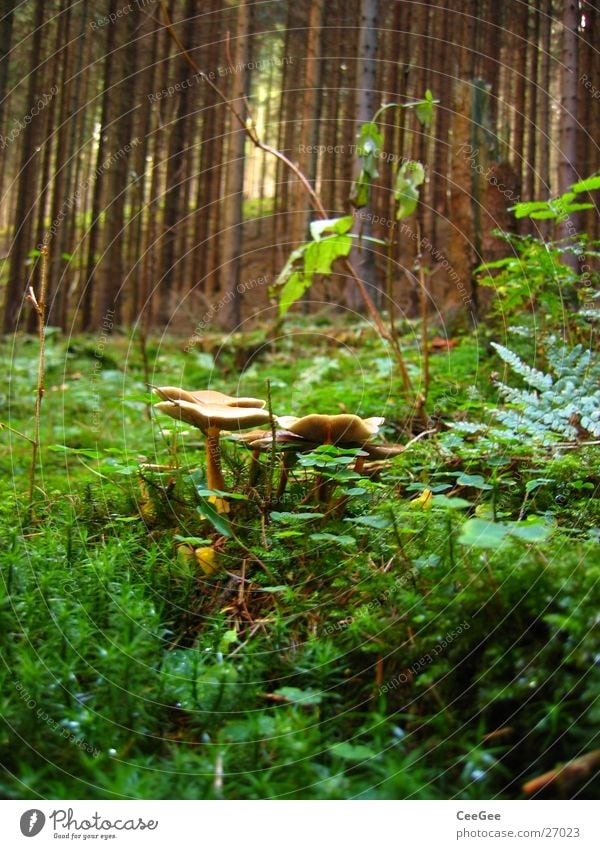 im Wald Waldboden Stock Herbst Baum grün Pflanze Pilz Gestrüp Baumstamm Natur Moos