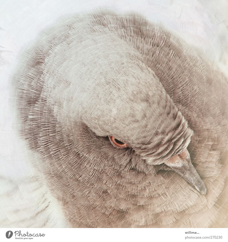 Kopf einer schönen Taube Tier Vogel Feder gefiedert Schnabel braun weiß Vogelperspektive