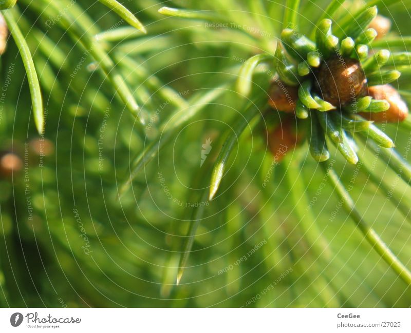 Nadeln Tanne grün Pflanze Nahaufnahme Makroaufnahme Natur Blütenknospen Trieb Strukturen & Formen Tannennadel