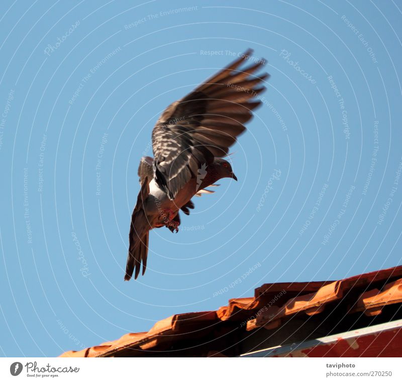 Landungstaube Natur Tier Luft Himmel Wolkenloser Himmel Wildtier Vogel Taube 1 fliegen schön wild Tatkraft anstrengen Bewegung elegant Landen Farbe Farbfoto