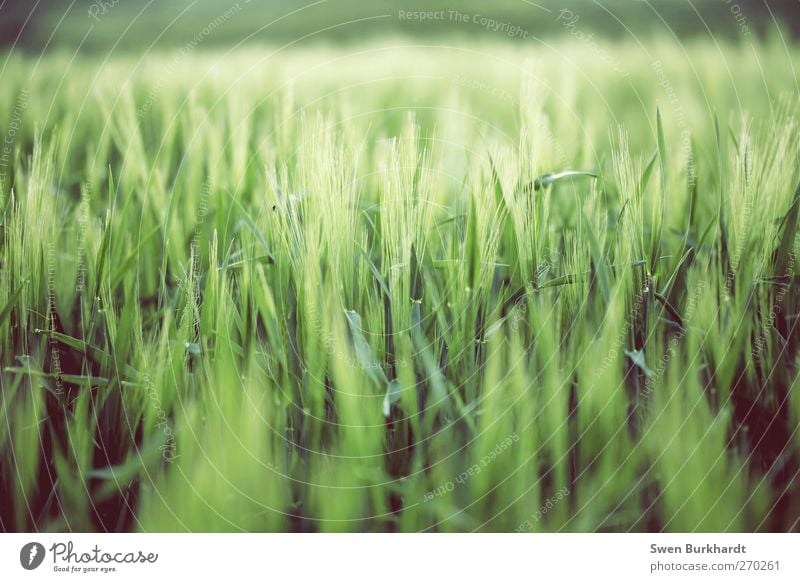 Neue Ernte Lebensmittel Getreide Ernährung Umwelt Natur Landschaft Pflanze Frühling Sommer Blatt Nutzpflanze schön grün Gerste Gerstenfeld Gerstenähre