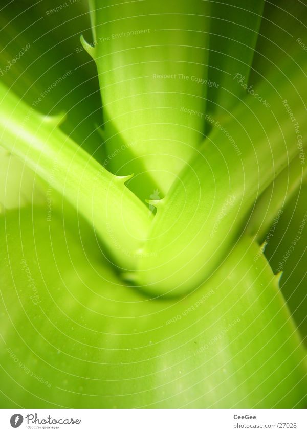 Agave Blüte Pflanze grün Blume Mitte Natur Nahaufnahme Stachel Spitze Strukturen & Formen