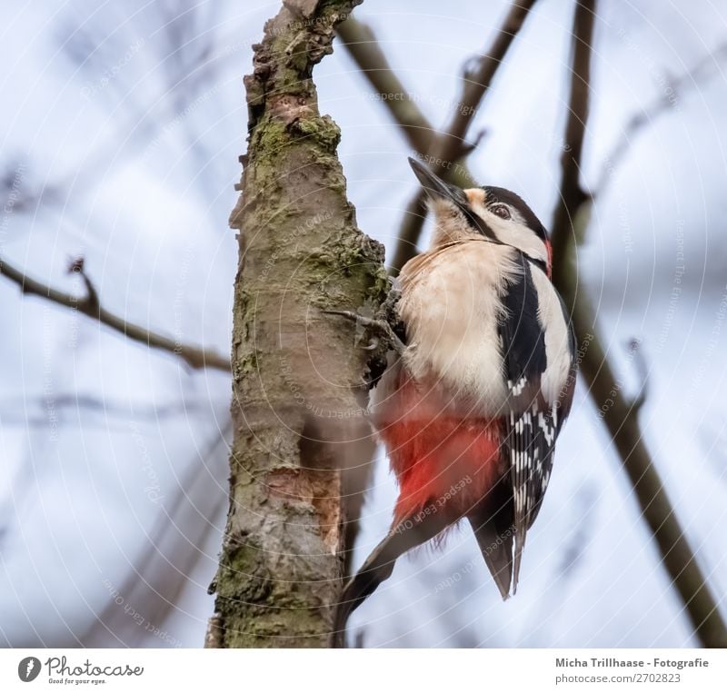 Buntspecht am Baumstamm Natur Tier Himmel Sonnenlicht Schönes Wetter Wald Wildtier Vogel Tiergesicht Flügel Krallen Specht Schnabel Feder 1 beobachten Fressen