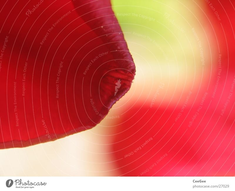 Tulpe Blüte Pflanze grün rot Unschärfe Reflexion & Spiegelung Spiegelbild Blume Blatt weich Verlauf Natur Nahaufnahme sanft