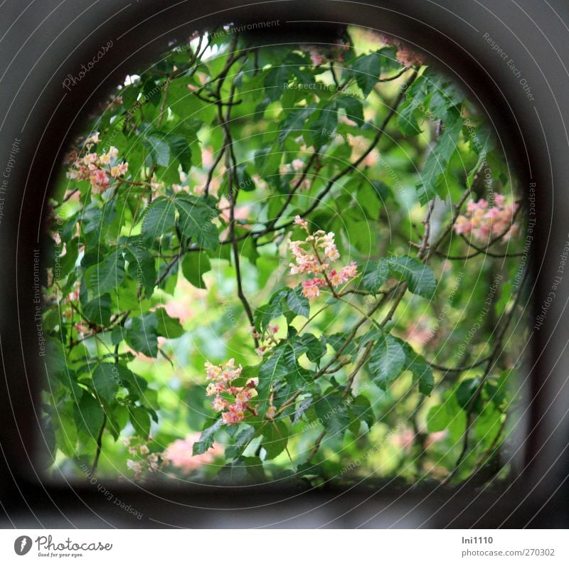 Blick durchs Fenster auf blühenden Kastanienbaum Natur Pflanze Sonnenlicht Frühling Schönes Wetter Baum Blatt Blüte Park lost place Ruine Blühend entdecken grau