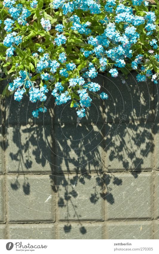 Vergessen Freizeit & Hobby Ferien & Urlaub & Reisen Sommer Garten Umwelt Natur Frühling Park Wiese Wachstum gut schön gartenkolonie himmel Schrebergarten