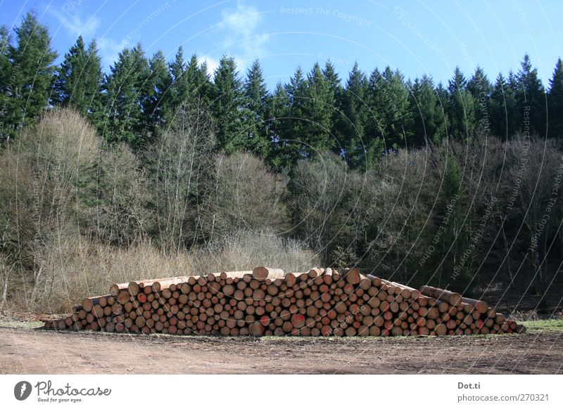 Forstwirtschaftsmeisterprüfung Natur Himmel Baum Wald Ordnung Holzstapel Baumstamm Waldlichtung Haufen Wege & Pfade Schilder & Markierungen Farbfoto