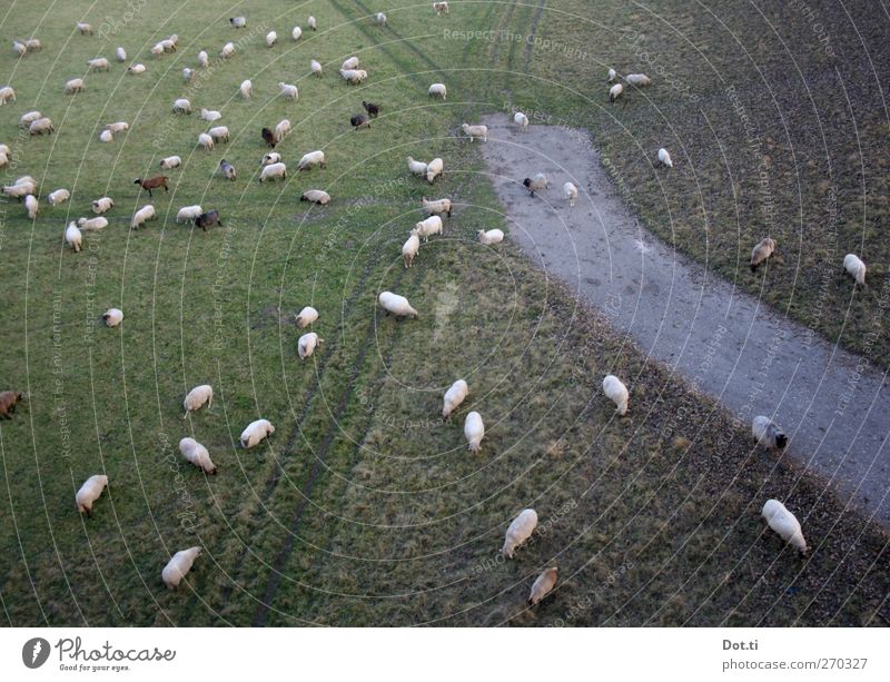 Bald gras' ich am Neckar Natur Gras Wiese Tier Nutztier Herde viele grün chaotisch Schafherde Wege & Pfade mehrere Fressen Farbfoto Gedeckte Farben