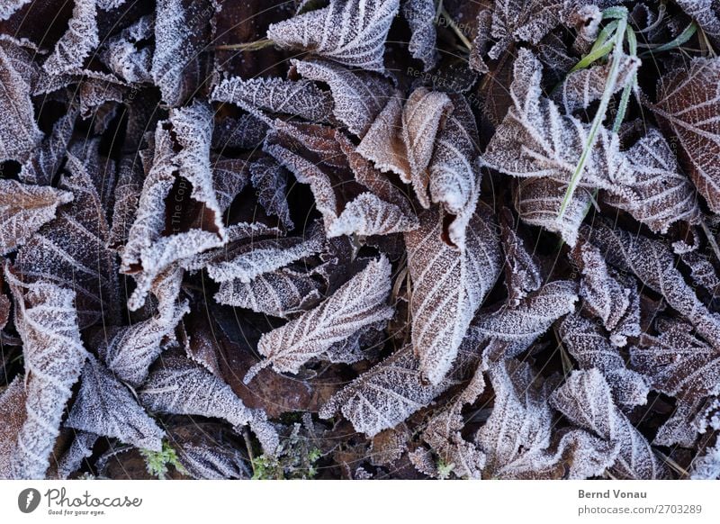 gefrorenes Laub Herbst Winter Pflanze unten grau Tod blätter Blatt kalt Eis trist welk gefallen Blattadern Wald Baum Farbfoto Außenaufnahme Nahaufnahme