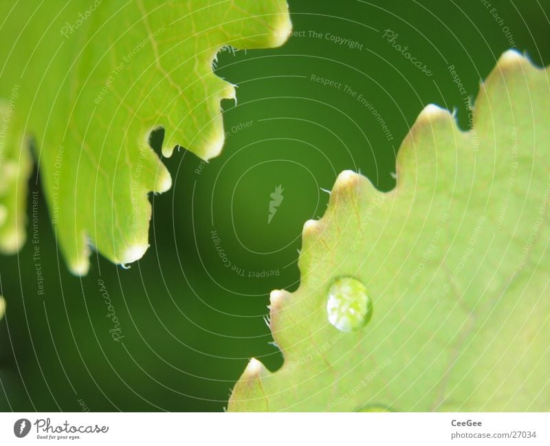 Zahnradblätter Pflanze Blume Blatt grün passend Natur Makroaufnahme Nahaufnahme Wassertropfen Regen Seil einrasten gezackt Zacken