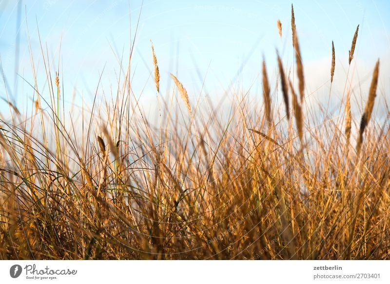 Strandhafer Vorpommersche Boddenlandschaft Deutschland Ferien & Urlaub & Reisen Herbst Küste Mecklenburg-Vorpommern Meer mönchgut Nebensaison Natur Ostsee Rügen