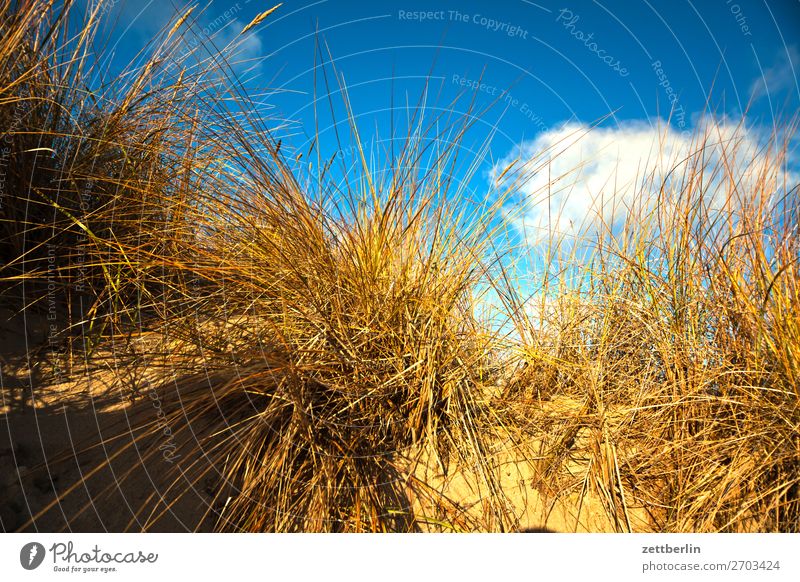 Düne again Vorpommersche Boddenlandschaft Deutschland Ferien & Urlaub & Reisen Reisefotografie Herbst Küste Mecklenburg-Vorpommern Meer mönchgut Nebensaison