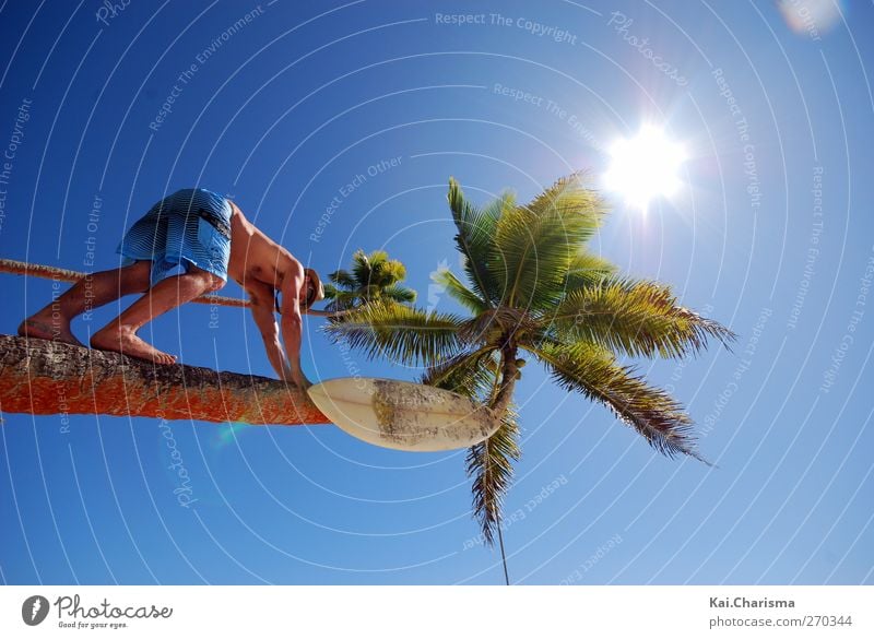 Palm Tree and Surfer Dude Lifestyle Freiheit Sommer Sommerurlaub Sonne maskulin Junger Mann Jugendliche Erwachsene Leben 1 Mensch 18-30 Jahre Schönes Wetter