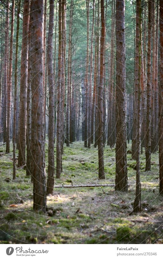 Unendlich Natur Pflanze Frühling Schönes Wetter Baum Wald genießen authentisch braun grün Gelassenheit geduldig ruhig Einsamkeit Erholung Frieden Idylle