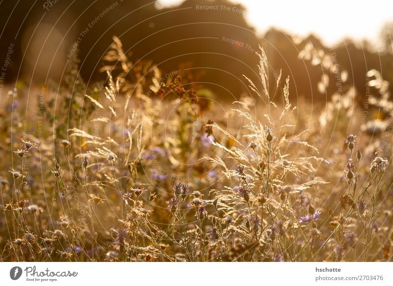 Wildblumenwiese in der goldenen Nachmittagssonne Umwelt Natur Landschaft Pflanze Sonne Sommer Herbst Klima Schönes Wetter Wärme Blume Gras Blüte Wildpflanze