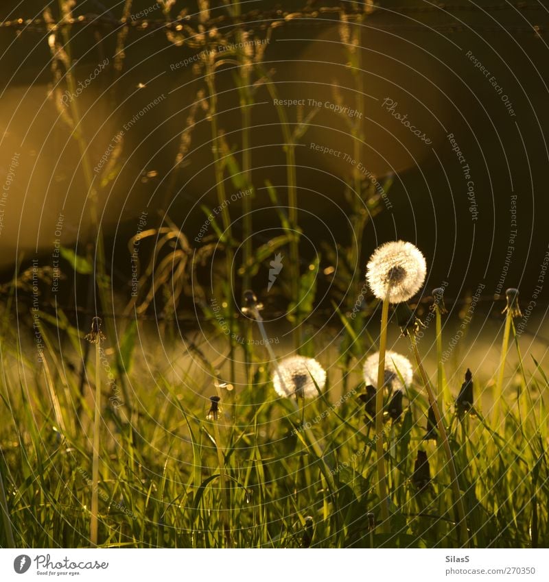 Pusteblümchen Pflanze Blume Gras Löwenzahn braun gelb gold grün weiß Stimmung Frühling Farbfoto Außenaufnahme Menschenleer Abend Dämmerung Licht Sonnenlicht