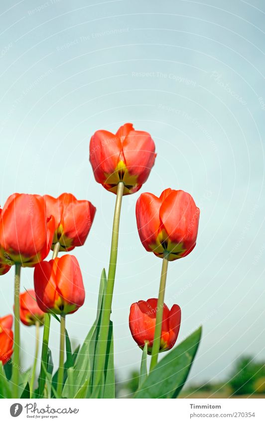 Karl klaut Kulpen Umwelt Natur Pflanze Himmel Wolkenloser Himmel Frühling Blume Tulpe Heidelberg Stadtrand Menschenleer Wachstum blau gelb grün rot Gefühle