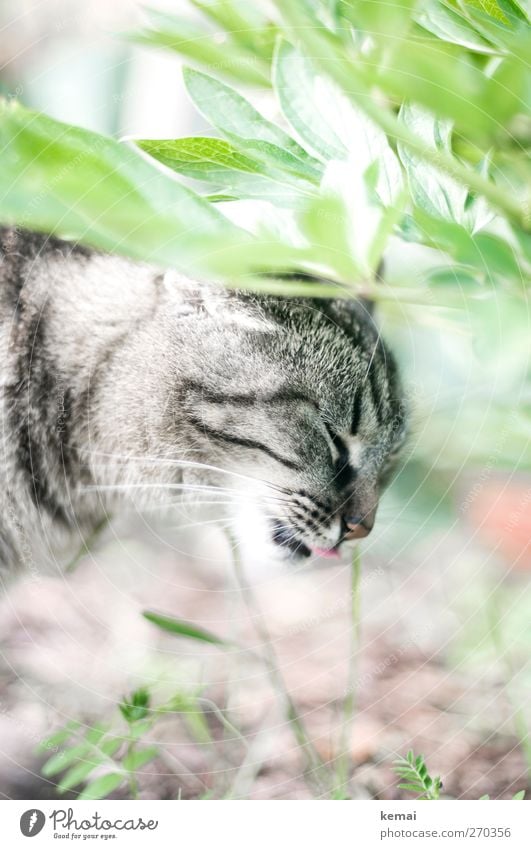 Gras fressen Umwelt Natur Pflanze Sträucher Blatt Tier Haustier Katze Tiergesicht Fell Zunge 1 Fressen hell grau grün Geruch ablecken Tigerfellmuster Farbfoto