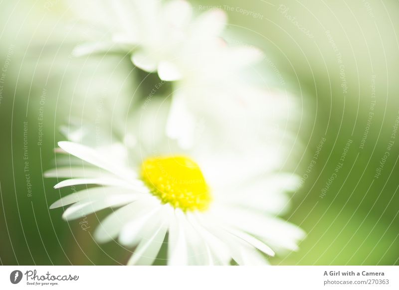 Hiddensee l für alle Väter Umwelt Natur Pflanze Frühling Blume Gänseblümchen Freundlichkeit Fröhlichkeit frisch natürlich gelb grün weiß Gedeckte Farben