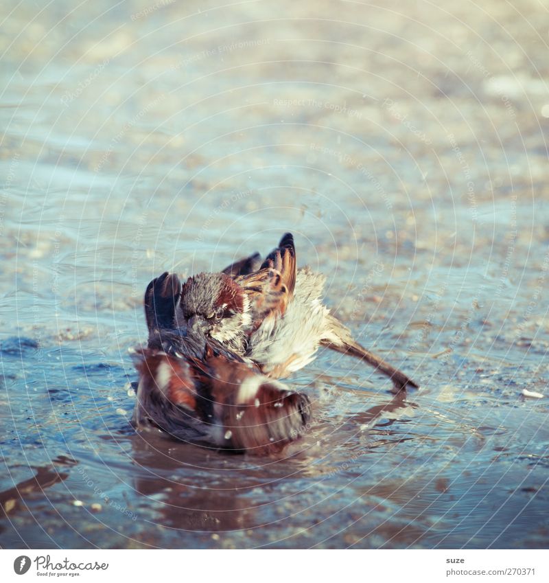 Wilde Kerle Umwelt Natur Tier Wildtier Vogel 2 Tierpaar Schwimmen & Baden kämpfen Spielen authentisch dreckig frech klein natürlich niedlich wild braun Kraft