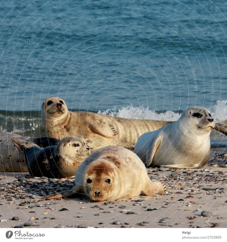 vier Seehunde liegen in der Abendsonne am Strand auf der Düne von Helgoland Umwelt Natur Tier Wasser Sommer Schönes Wetter Küste Nordsee Insel Wildtier