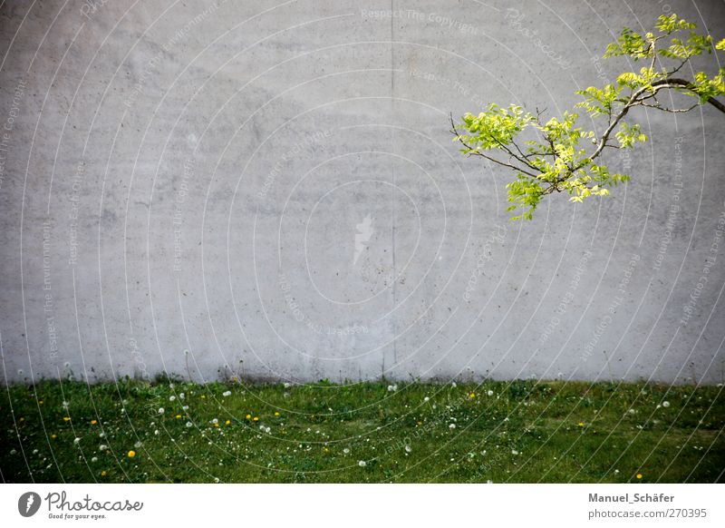 enter the copyspace Pflanze Frühling Baum Gras Wiese Stadt Menschenleer Haus Fabrik Architektur Mauer Wand Beton einfach grau grün Einsamkeit Freiraum