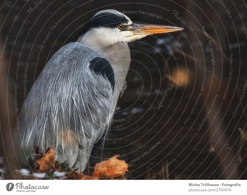 Graureiher am Fluss Natur Tier Sonnenlicht Blatt Wildtier Vogel Tiergesicht Flügel Reiher Schnabel Feder Auge 1 beobachten glänzend Jagd stehen warten groß nah