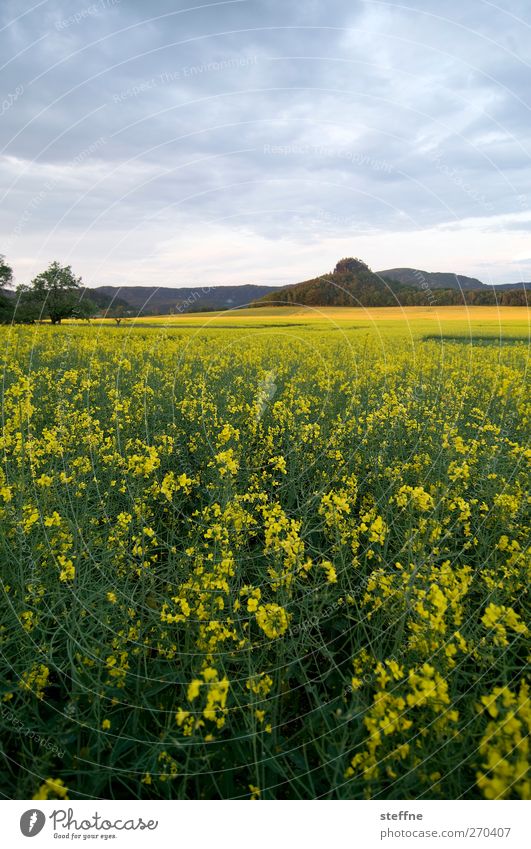 yellow submarine Natur Landschaft Himmel Pflanze Nutzpflanze Raps Rapsfeld Feld Elbsandsteingebirge gelb Idylle Farbfoto mehrfarbig Außenaufnahme Dämmerung