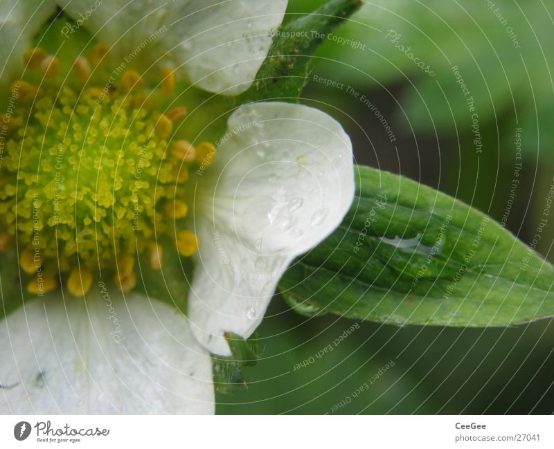 Erdbeerblüte Pflanze Blume Blüte Blütenblatt Blatt weiß grün Erdbeeren Stempel Natur Makroaufnahme Nahaufnahme