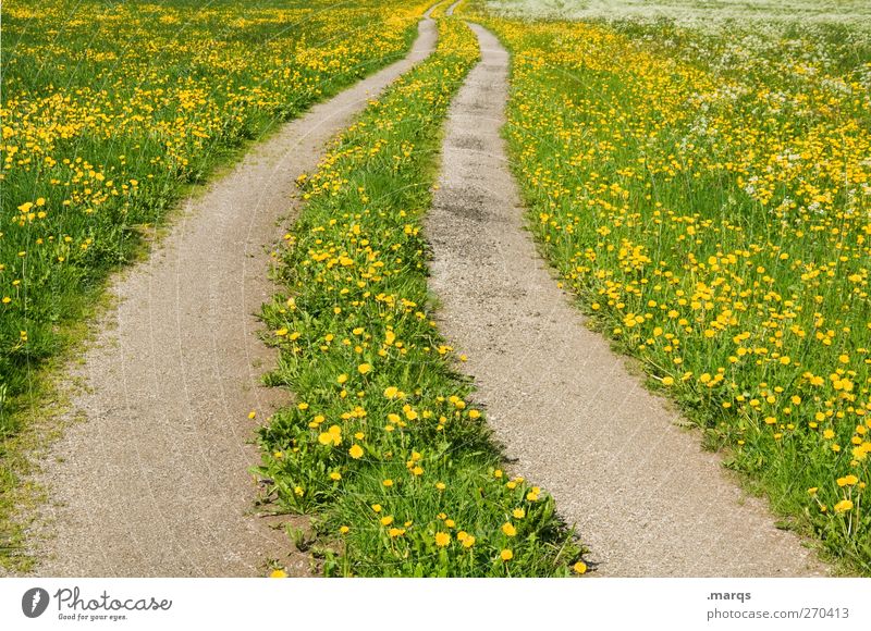 Landweg Umwelt Natur Landschaft Sommer Schönes Wetter Blume Löwenzahnfeld Wiese Verkehr Verkehrswege Straße Wege & Pfade Zeichen Blühend Unendlichkeit schön