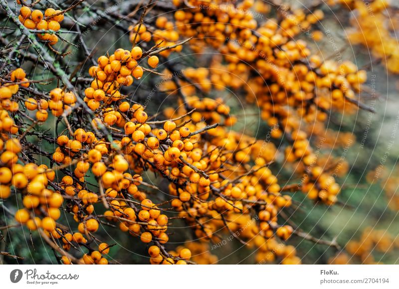 Sanddorn Lebensmittel Frucht Ernährung Bioprodukte Umwelt Natur Pflanze Sträucher natürlich wild orange Beeren Beerensträucher Farbfoto Außenaufnahme