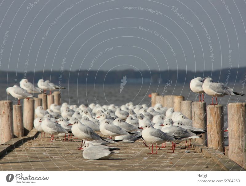 ein Schwarm Möwen macht im Sonnenschein Pause auf einem Holzsteg am See Umwelt Natur Landschaft Tier Sommer Seeufer Steinhuder Meer Vogel Steg schlafen stehen